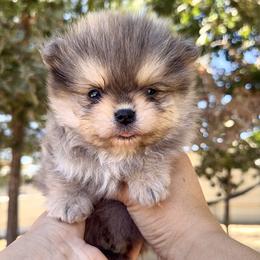 Boy 2 - Chocolate merle male Pomeranian puppy in Santa Clarita, California from Hollywood Mini Pets