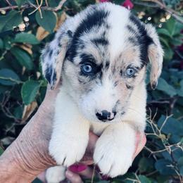 Girl 3 - Blue merle and white female Cardigan Welsh Corgi puppy in Huntington Beach, California from Gingerbread