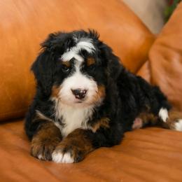 Kodiak - male Australian Mountain Doodle puppy in Lafayette, Missouri from Brick House Farm Doodles