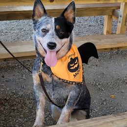 Australian Cattle Dogs from Rosewood Farms Australian Cattle Dogs