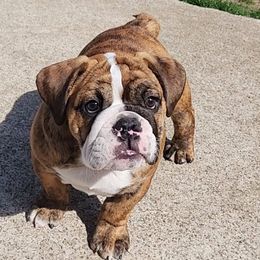 Bulldog Puppies from Mary Estabrook