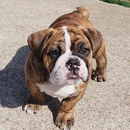 Bulldog Puppies from Mary Estabrook