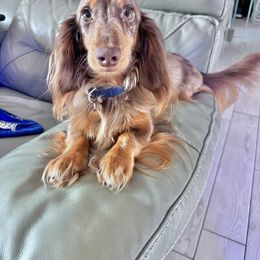 Dachshund Puppies from Larsh L❤️VE Miniature Dachshunds