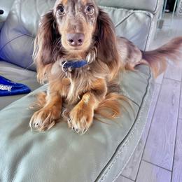 Dachshund Puppies from Larsh L❤️VE Miniature Dachshunds
