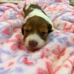 Becky - Piebald female Dachshund puppy in Lake City, Florida from My Ditzy Doxies of Florida