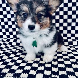 American Corgi and Pembroke Welsh Corgi Puppies from Witch Creek Corgis