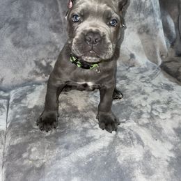 Biewer Terrier, Cane Corso, and Yorkshire Terrier Puppies from Exotic Yorkie Imports & Cessna Cane Corso