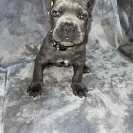 Biewer Terrier, Cane Corso, and Yorkshire Terrier Puppies from Exotic Yorkie Imports & Cessna Cane Corso