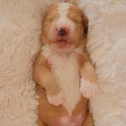 Henry - Cream male Goldendoodle puppy in San Tan Valley, Arizona from Golden Haven Puppies