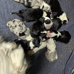 Australian Shepherd and Great Dane Puppies from AEW Farm