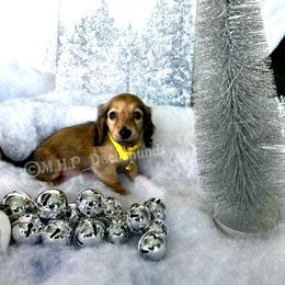 Dachshund Puppies from M.H.P Dachshunds