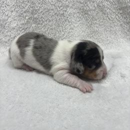 Dachshund, Shih Tzu, and Yorkshire Terrier Puppies from Happy Hounds and More🐾