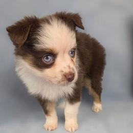 Rochelle - Red tri female Toy Australian Shepherd puppy in Citra, Florida from Southpaw Herders LLC