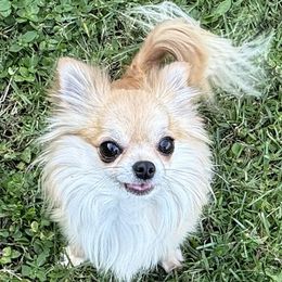 Belle - Chihuahua