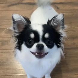Lexi - Chihuahua