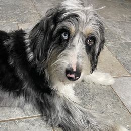 Pepper - Aussiedoodle