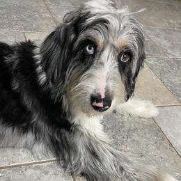 Pepper - Aussiedoodle