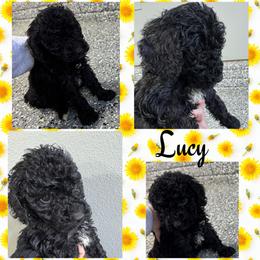 Lucy (Yellow2) - Black female Goldendoodle puppy in Ankeny, Iowa from Iowadoodles2love