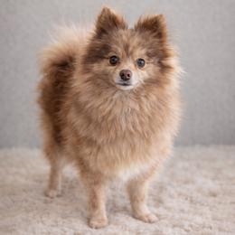 Patty - Pomeranian