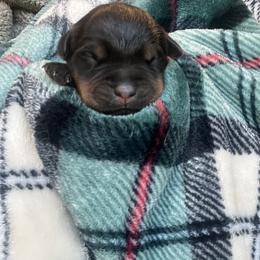 Boy 2 - Black and mahogany male Rottweiler puppy in Buskirk, New York from Misjef Rottweilers