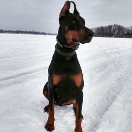 Doberman Pinschers from Dom Feliksa Dobermanns