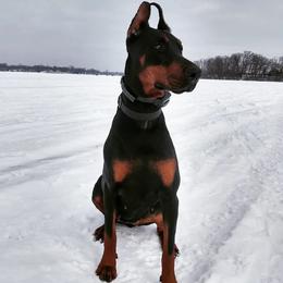 Doberman Pinschers from Dom Feliksa Dobermanns