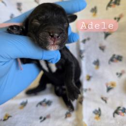 Adele - female Cavapoochon puppy in Bullard, Texas from Cavapoochon Central LLC