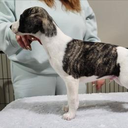 Calvin - Black brindle male Whippet puppy in Ruckersville, Virginia from Lishima Whippets