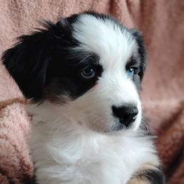Anna - Australian Shepherd puppy from Heart and Solberg Aussies