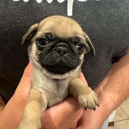 Brown - Fawn male Pug puppy in Hemet, California from Greek God Pugs