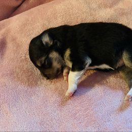 Myrrh - Tri-color female Border Collie puppy in Keller, Texas from Bordercollieblues