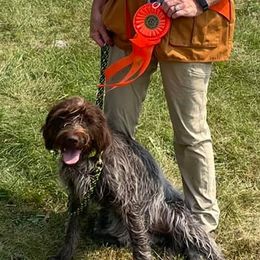 Wirehaired Pointing Griffons from Rawley Point Griffons