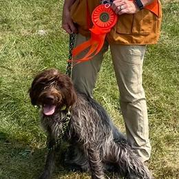 Wirehaired Pointing Griffons from Rawley Point Griffons