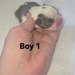 Boy 1 - Blue male Boston Terrier puppy in Ringgold, Georgia from A-K Boston Terriers