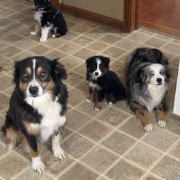 Miniature Australian Shepherd Puppies from Broken T Australian Shepherds