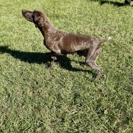 Dolly - German Shorthaired Pointer