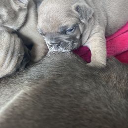 French Bulldog Puppies from Upcountry Frenchies