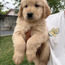 Orange Boy - Light golden male Golden Retriever puppy in Hanford, California from Smith Family Goldens