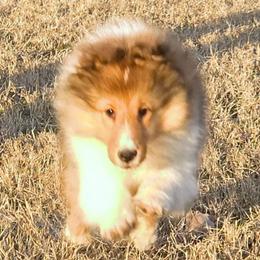 Sasha - Sable and white female Shetland Sheepdog puppy in Seminole, Oklahoma from Symphony Shelties