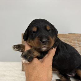 Purple - Tri-color female Bernedoodle puppy in Calico Rock, Arkansas from Cottrell’s Poodles & Doodles