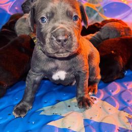 Cane Corso Puppies from Venom Cane Corsos