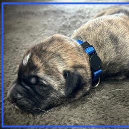 Dark Blue - Brindle male Anatolian Shepherd Dog puppy in Clark, Wyoming from Fyne Acres