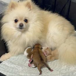 Chanel - Pomeranian