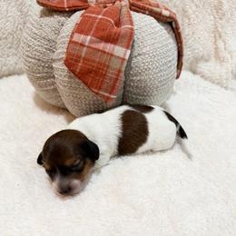 Willow - Piebald female Dachshund puppy in Palestine, Texas from Oak tree Dachshunds