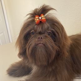 Mele - Shih Tzu