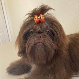 Mele - Shih Tzu