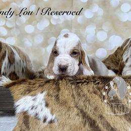 Cindy Lou - Lemon and white female Basset Hound puppy in Dingess, West Virginia from Tuckers' Howling Hounds