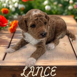 Lance - Red  male Goldendoodle puppy in Shelby Township, Michigan from Shelby Doodles MI LLC