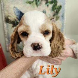 Cocker Spaniel puppies from Pinecliff Cockers