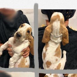 Basset Hound Puppies from For the Love of Long Ears AKC purebred Basset Hounds